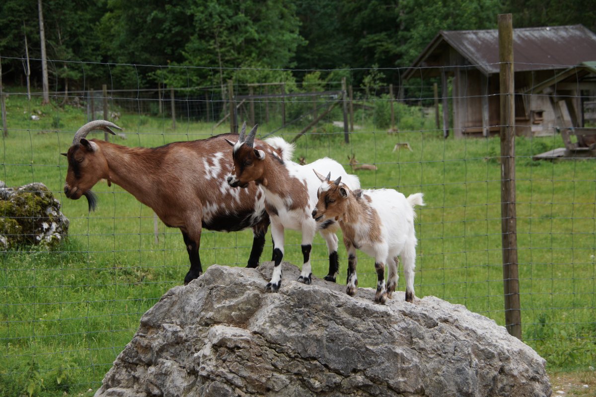 Wildpark 2019